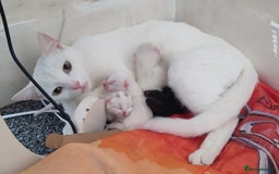 Siberian cats for sale: 4 kittens for sale 💘💖 - Image 2