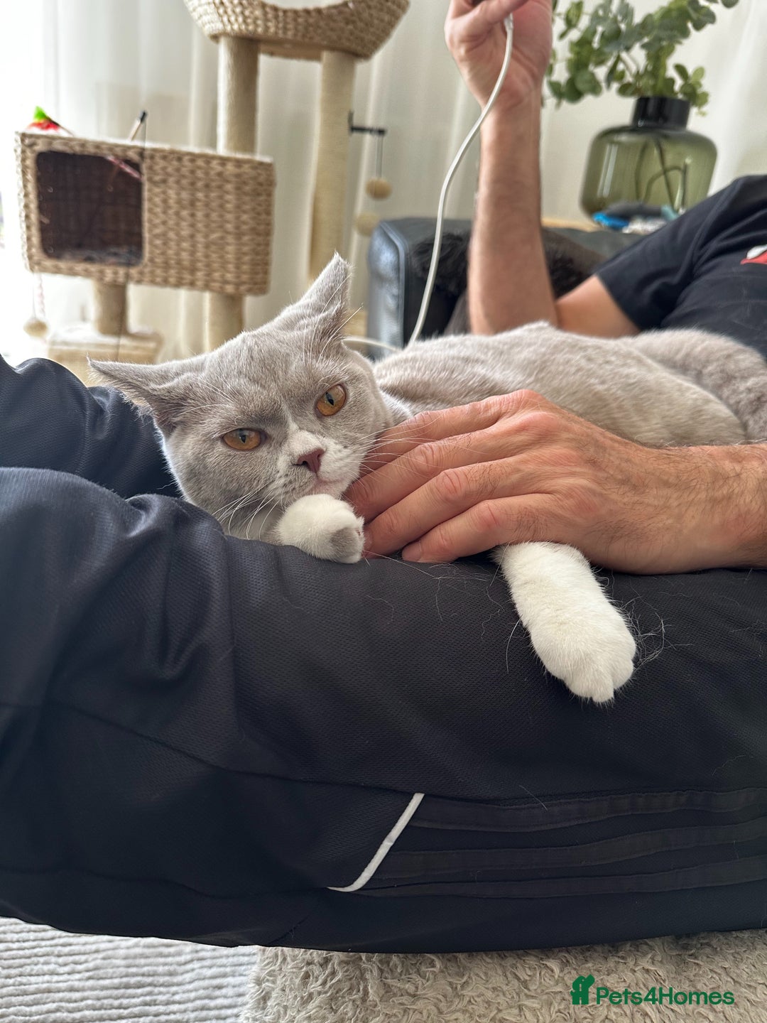 British Shorthair cats for sale: Beautiful BH Bicolour Kittens. Ready now! - Image 5