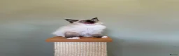 Ragdoll cats for sale: Beautiful Ragdoll Kittens - Advert 22