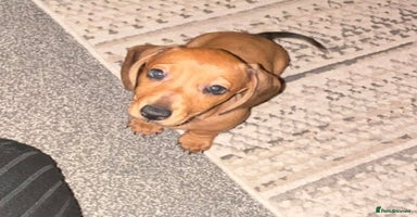 Miniature Dachshund dogs - Advert 4