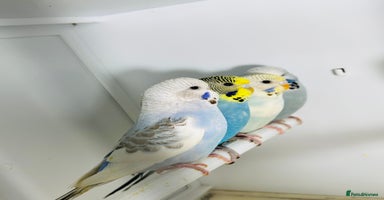 Budgerigars birds in Luton - Advert 10