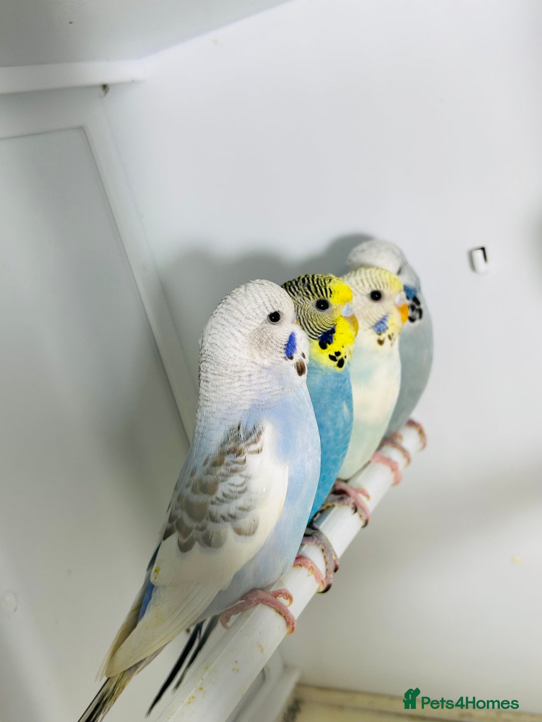 Budgerigars birds for sale: Stunning baby rainbow/pied budgies  in Luton - Image 3