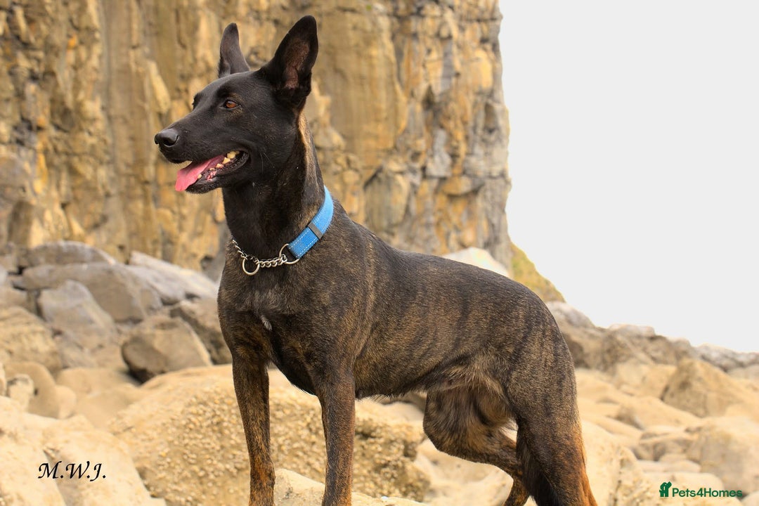 Belgian Shepherd Dog dogs for sale: Dutch herder bitch for sale  - Image 1