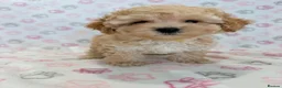 Maltipoo dogs for sale: Beautiful health tested happy Maltipoo puppys  - Advert 14