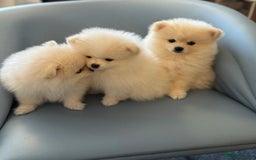 Pomeranian dogs for sale: 🐶 Adorable Pomeranian Puppies for Sale! 🐾 - Image 13