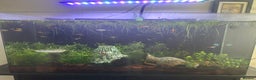 Platies fish for sale: 130L fish tank with stand everything included - Advert 3