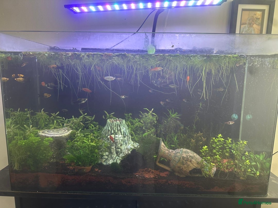 Platies fish for sale: 130L fish tank with stand everything included - Image 3