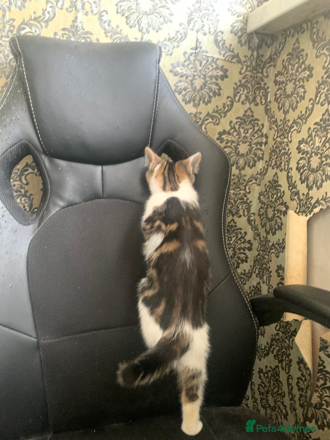 British Shorthair cats for sale: 3 Kitten ready to leave today  - Advert 18