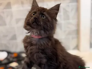 Maine Coon cats Female Maine Coon Kittens Available - Advert 3