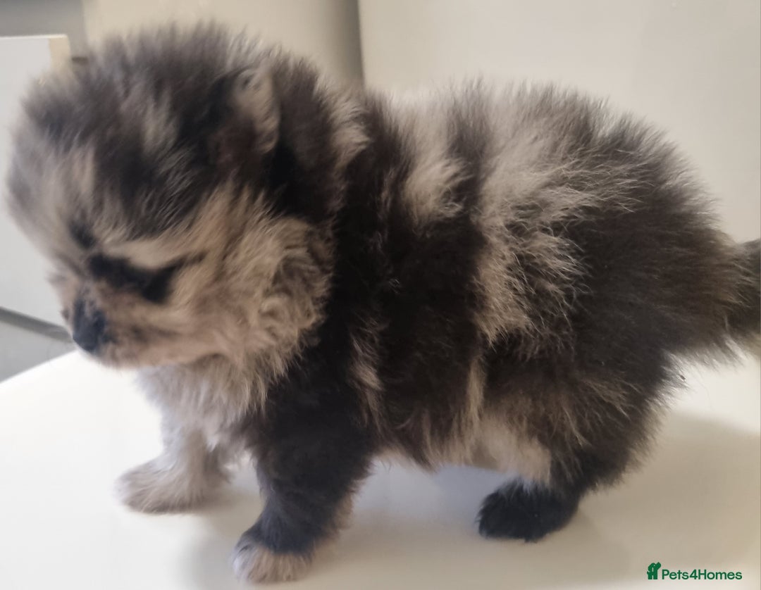 Pomeranian dogs for sale: Beautiful litter xxsmall teddy bear poms  - Image 2