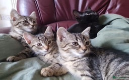 Mixed Breed cats for sale: Mixed breed kittens for sale! - Image 3