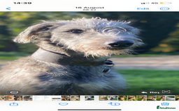 Lurcher dogs for sale: GOLDEN DEERHOUND LURCHER PUPPIES  - Image 8