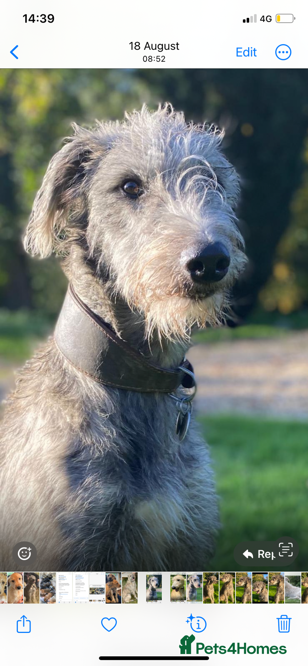 Lurcher dogs for sale: GOLDEN DEERHOUND LURCHER PUPPIES  - Image 8
