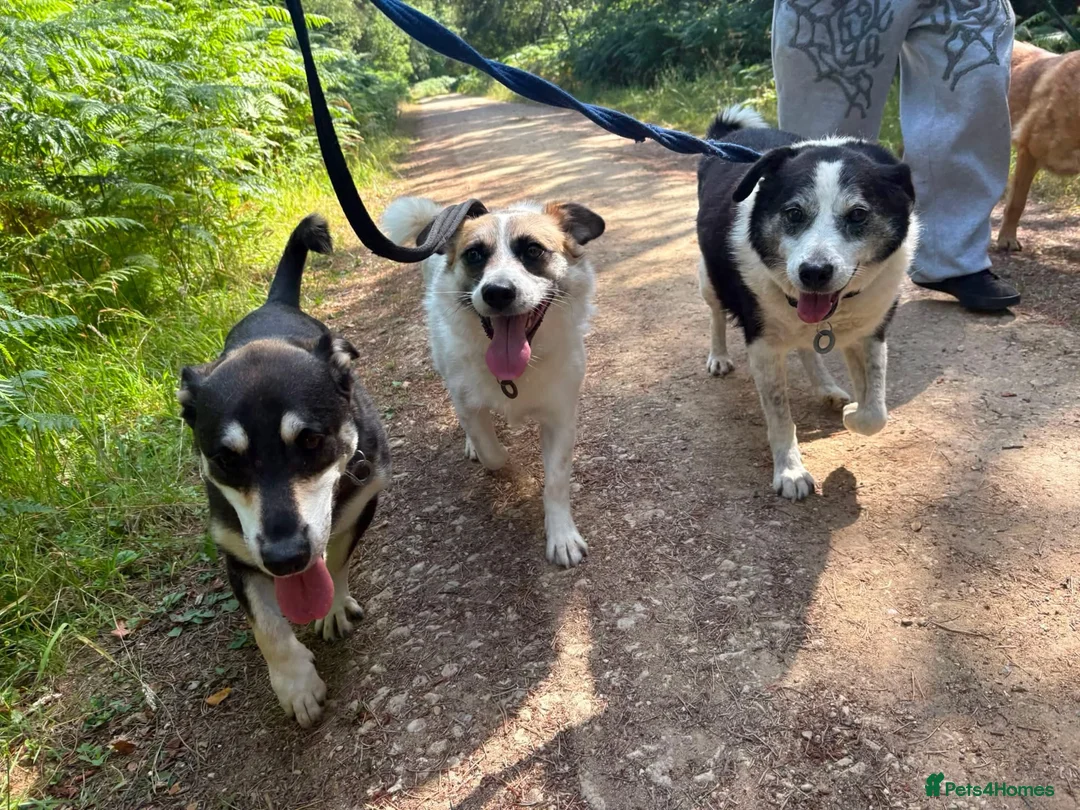 Mixed Breed dogs for adoption: Eric - Norwich Norfolk  - Advert 21