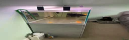 Angelfish fish for sale: 300 litre tropical fish tank  in High Wycombe - Advert 5
