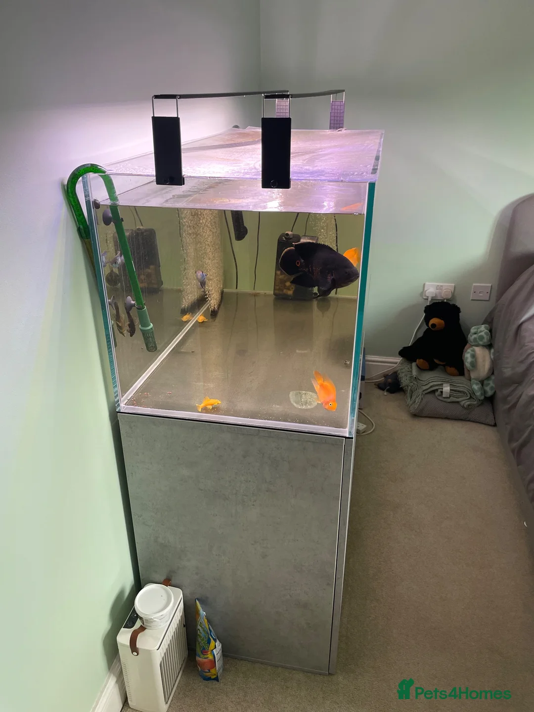 Angelfish fish for sale: 300 litre tropical fish tank  in High Wycombe - Advert 5