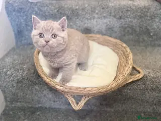 British Shorthair cats 🐾 LAST BOY LEFT - GCCF reg BSH Kittens - Advert 16