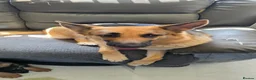 German Shepherd dogs for sale: German shepherd puppies  - Advert 2