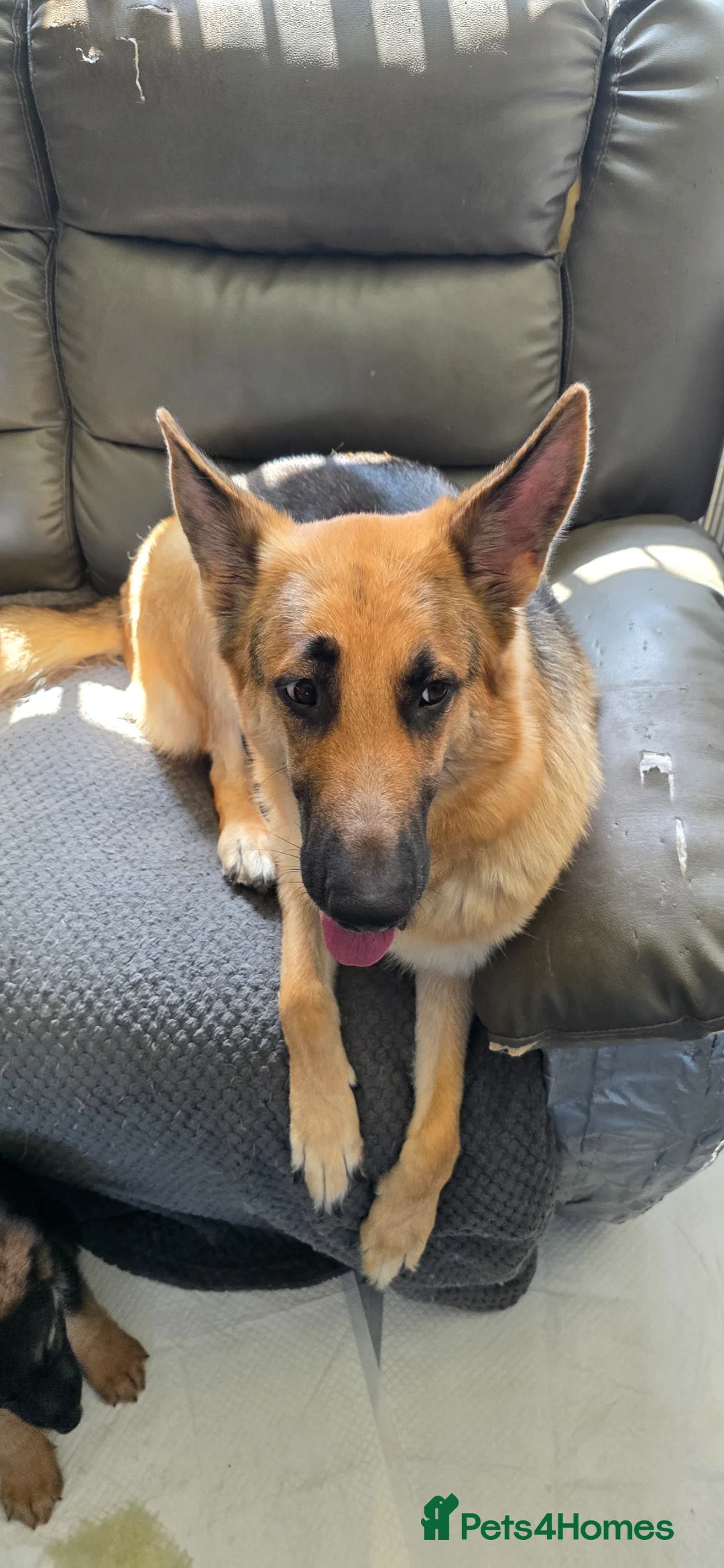 German Shepherd dogs for sale: German shepherd puppies  - Advert 2