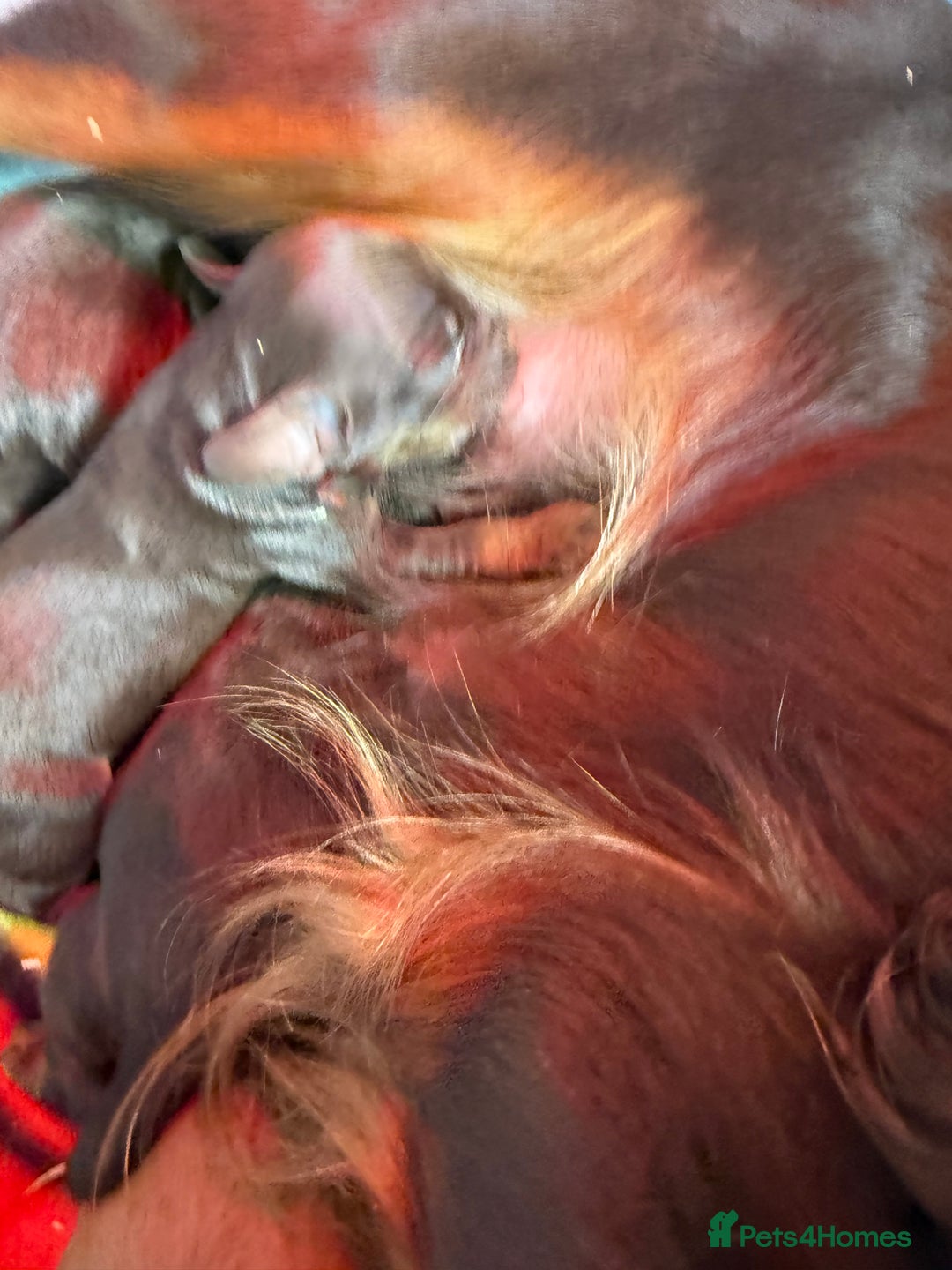 Cocker Spaniel dogs for sale: Stunning KC Working Cocker Spaniel Puppies - Image 5