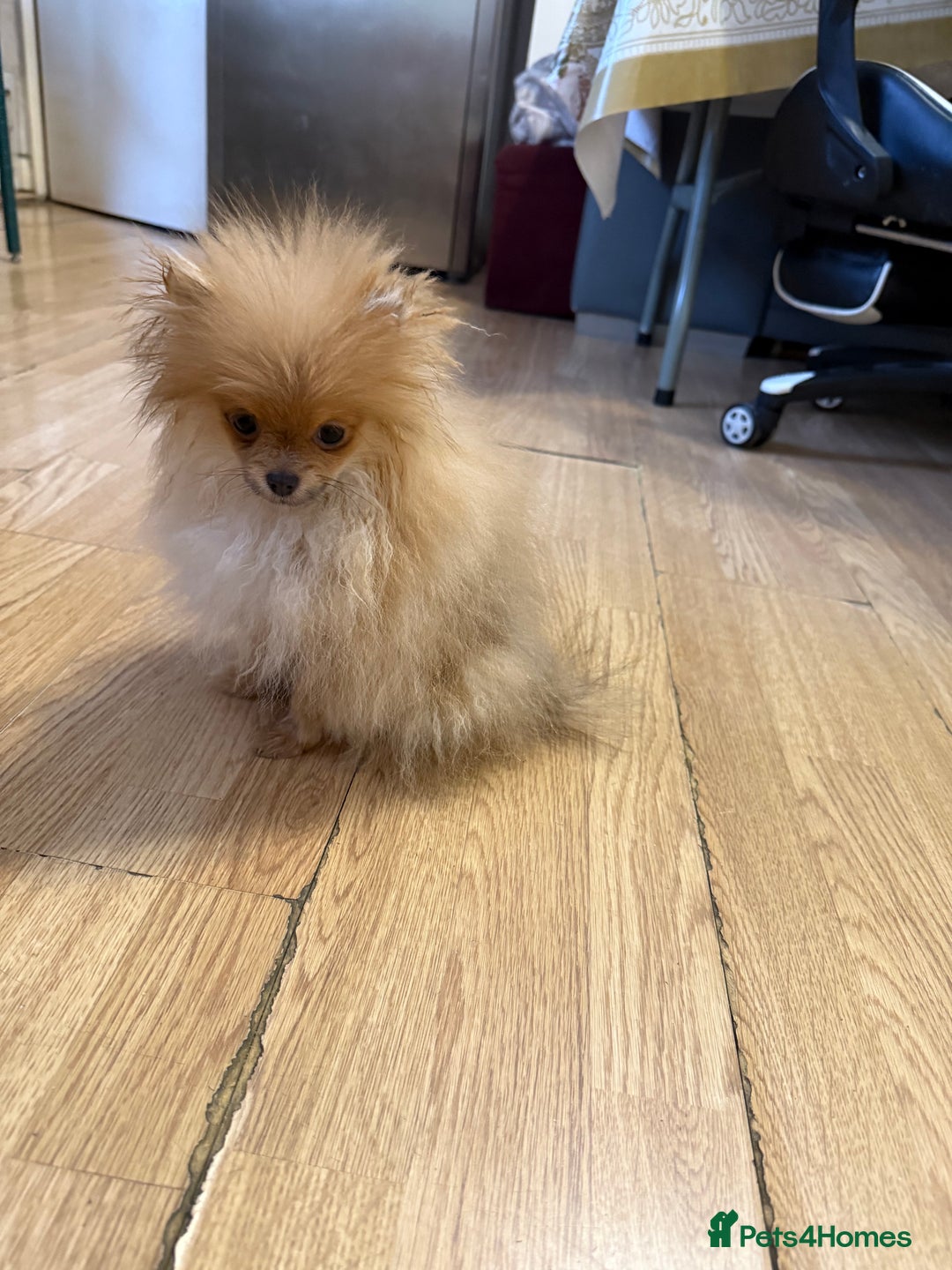 Pomeranian dogs for sale: Mini Pomeranian  - Advert 1