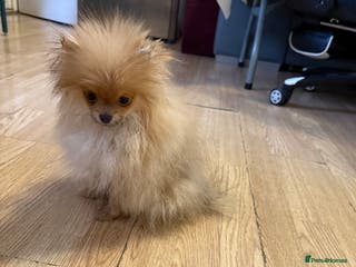 Pomeranian dogs Mini Pomeranian - Advert 8