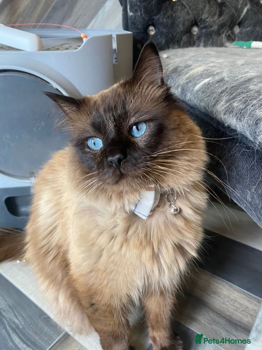 Gallery Image {{count}}