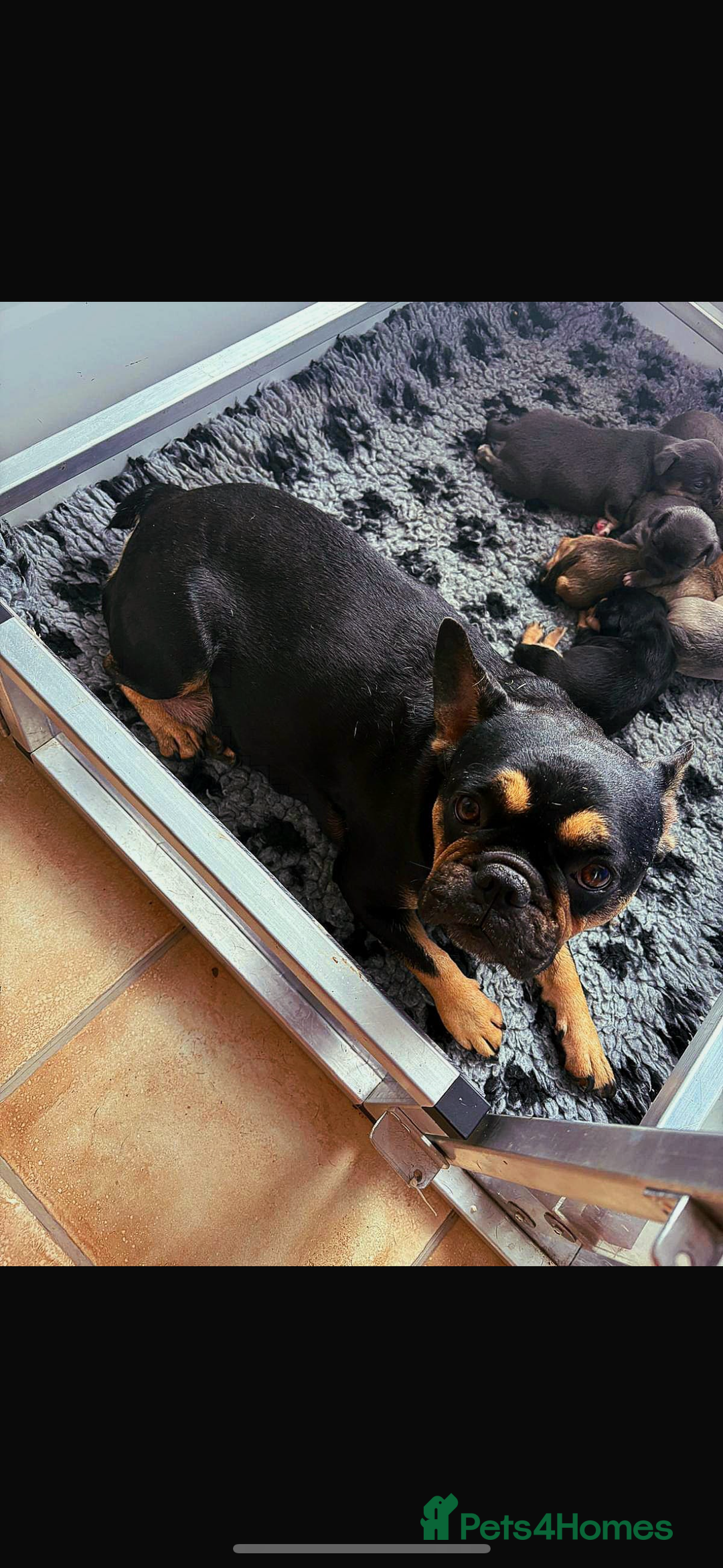 Mixed Breed dogs for sale: French bullhuahua - Image 27