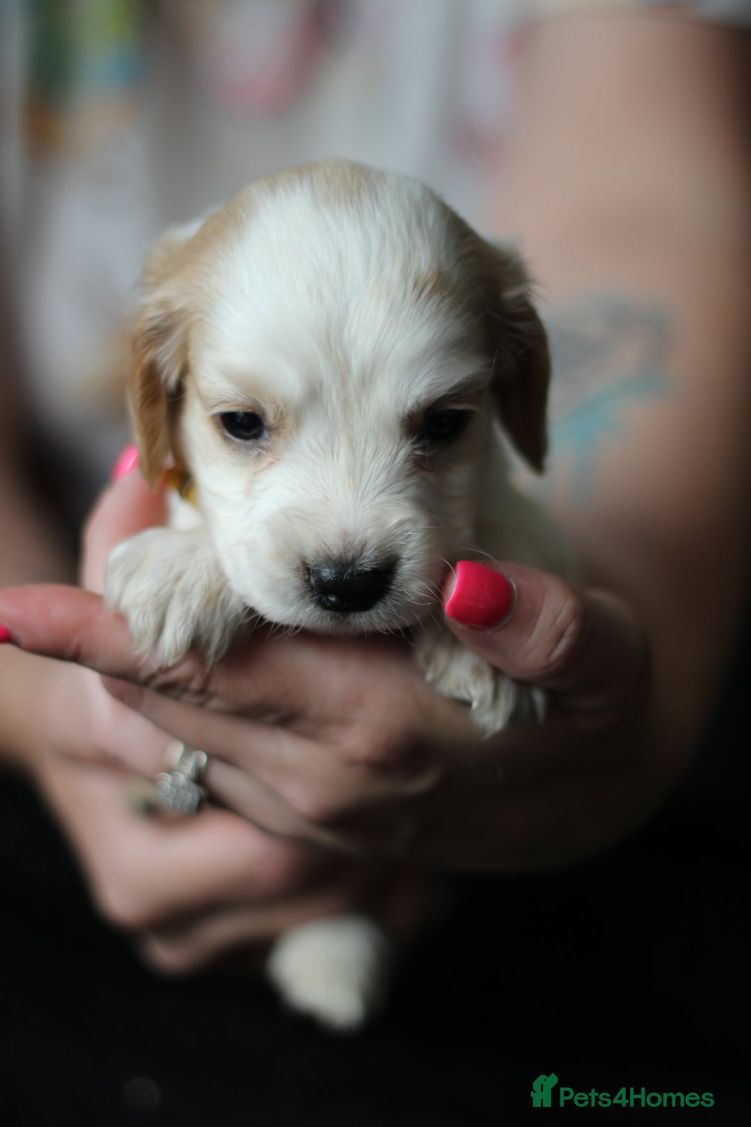 Cocker Spaniel dogs for sale: Cocker spaniels - Image 6