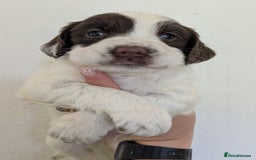 English Springer Spaniel dogs for sale: Speckled mixed colour ESS pups,TESTED PARENTS - Image 10