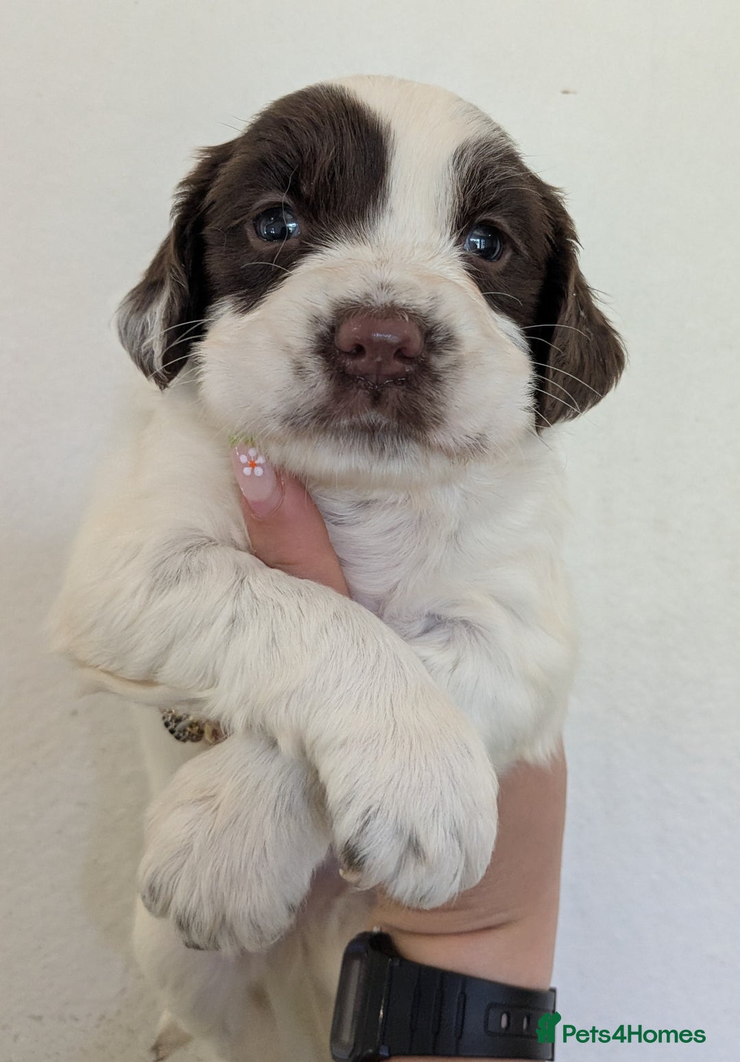 English Springer Spaniel dogs for sale: Speckled mixed colour ESS pups,TESTED PARENTS - Image 10