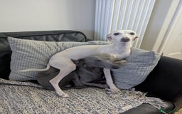 Italian Greyhound dogs for sale: Blue Italian Greyhound Puppies KC reg - Image 9