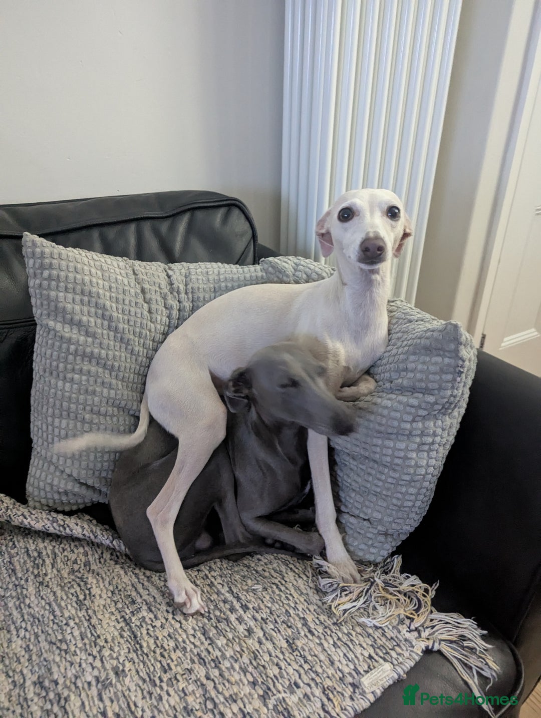 Italian Greyhound dogs for sale: Blue Italian Greyhound Puppies KC reg - Image 9