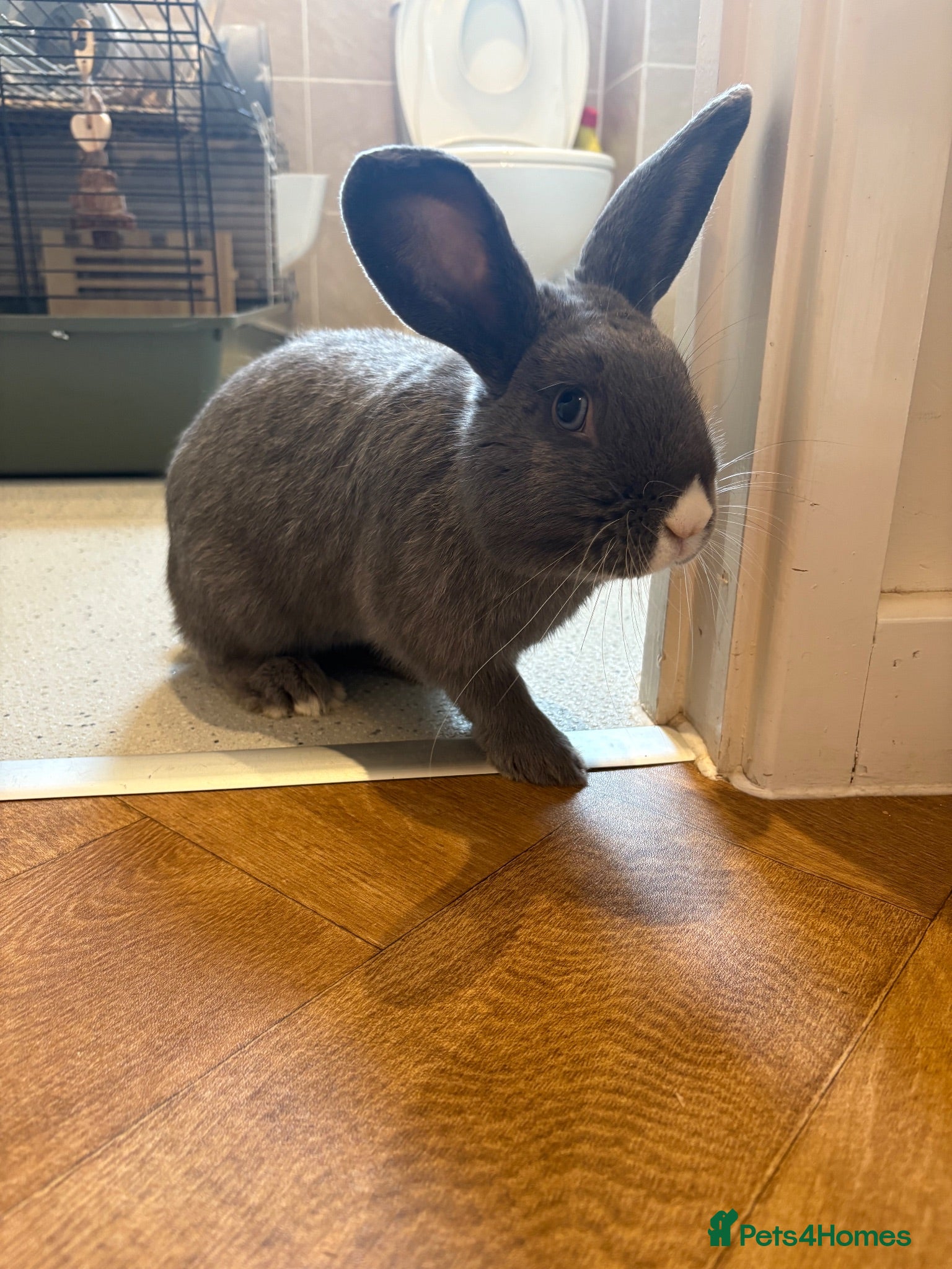 Mixed Breed rabbits Indoor male Rabbit for rehoming  - Advert 6