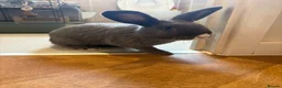 Mixed Breed rabbits for sale: Indoor male Rabbit for rehoming  - Advert 1