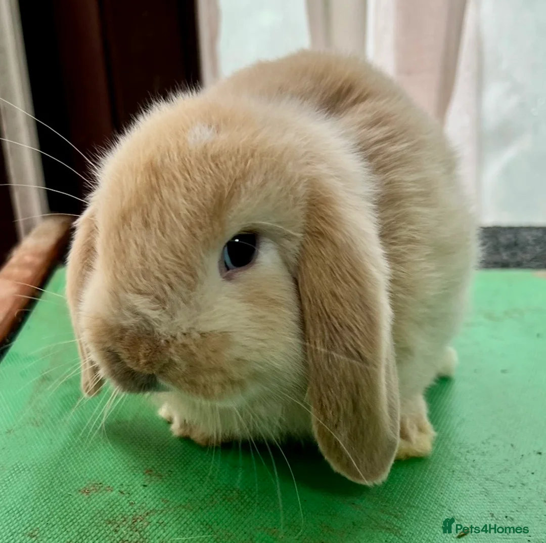 Mini Lop rabbits for sale: Beautiful coloured Mini Lops - Advert 2