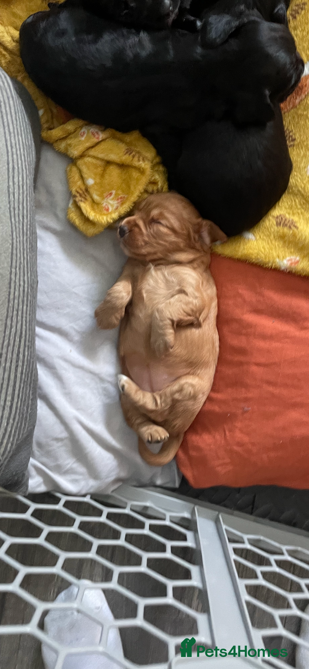 Cocker Spaniel dogs for sale: KC registered Working Cocker Spaniels For Sale - Image 10