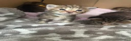 Norwegian Forest Cat cats for sale: 3 stunning half Norwegian kittens left - Advert 36