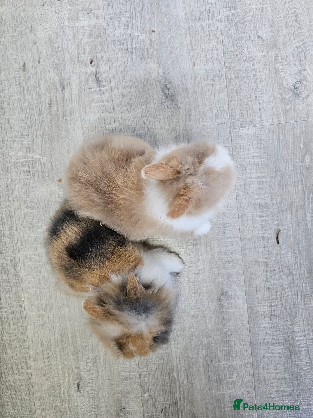 Lionhead rabbits for sale: Mini Lionhead Rabbits for Sale - Advert 5