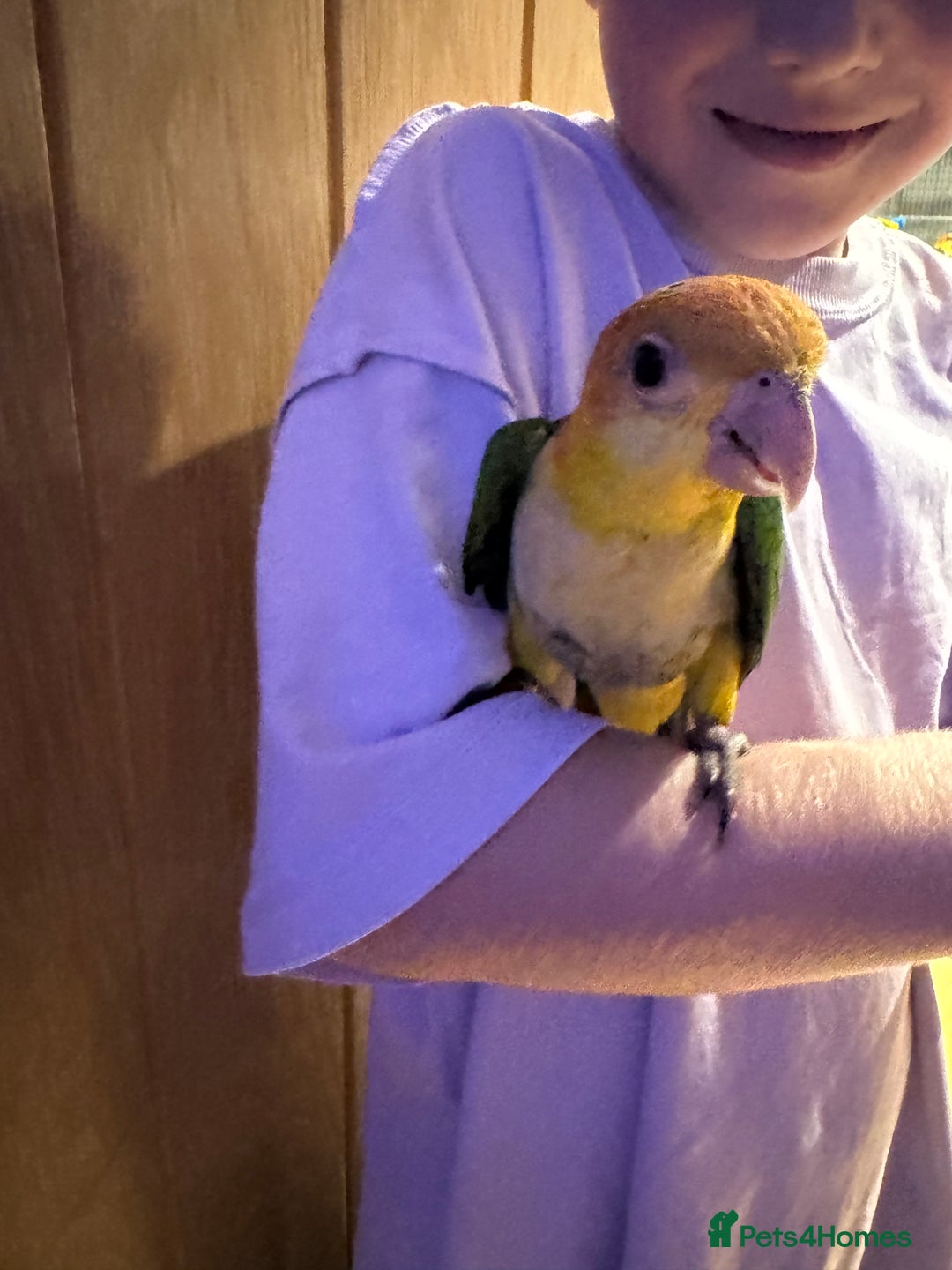 Parrots birds for sale: Yellow thighed caiques - hand reared - Image 6