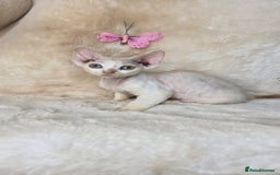 Devon Rex cats for sale: Tow beautiful Devon Rex boys  - Image 4