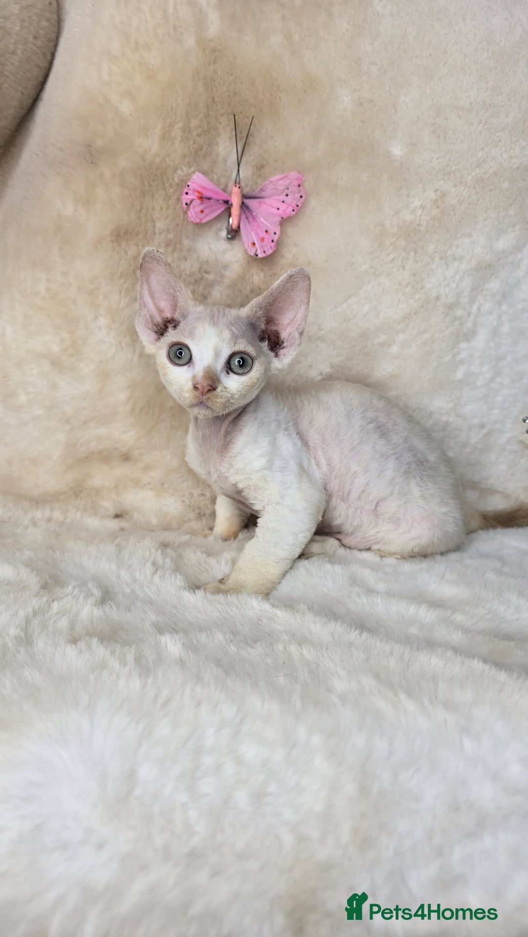 Devon Rex cats for sale: Tow beautiful Devon Rex boys  - Image 4