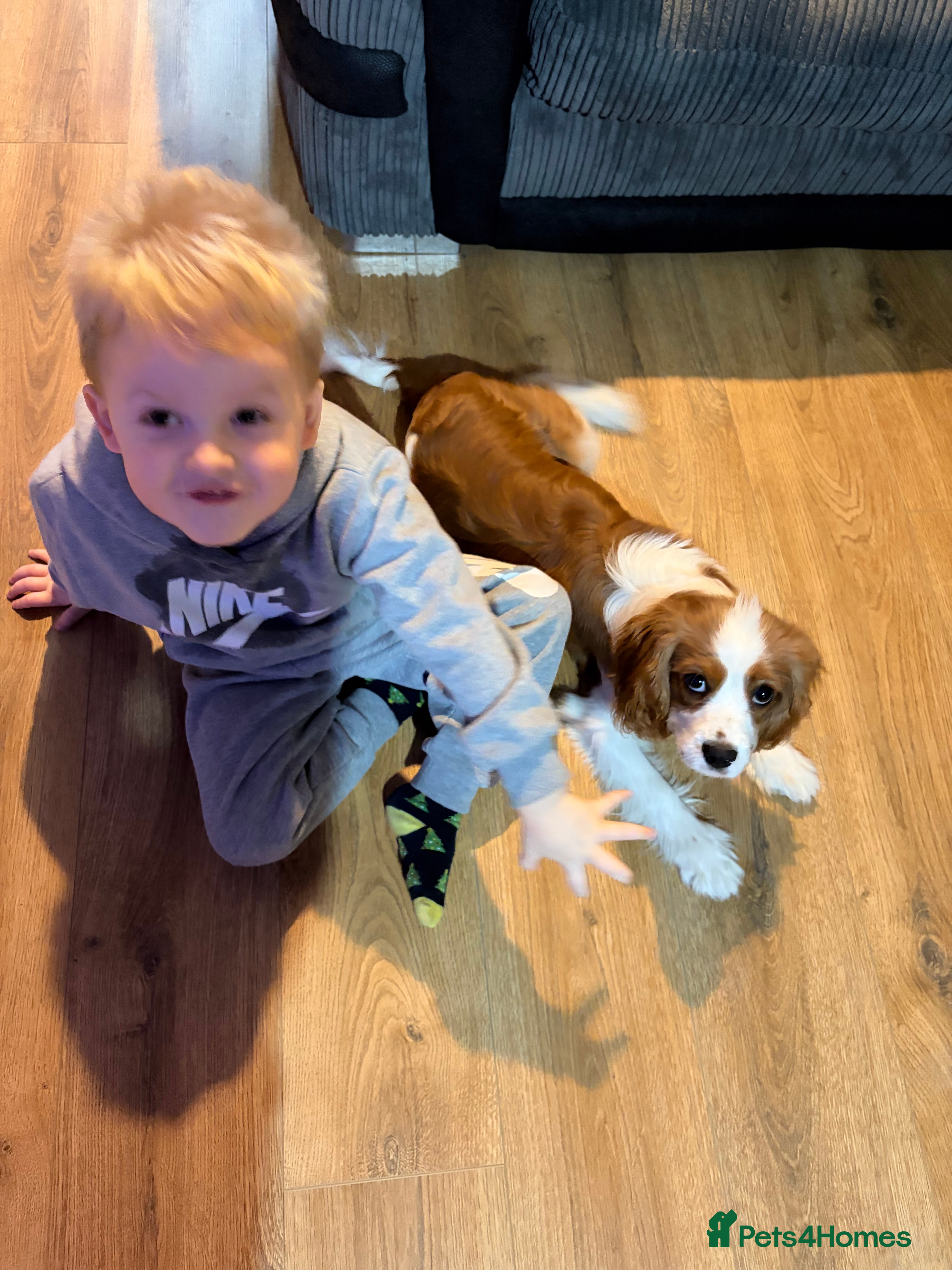 Cavalier King Charles Spaniel dogs KC registered Cavalier King Charles Boy - Advert 6