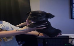 French Bulldog dogs for sale: Two beautiful boys - Image 2
