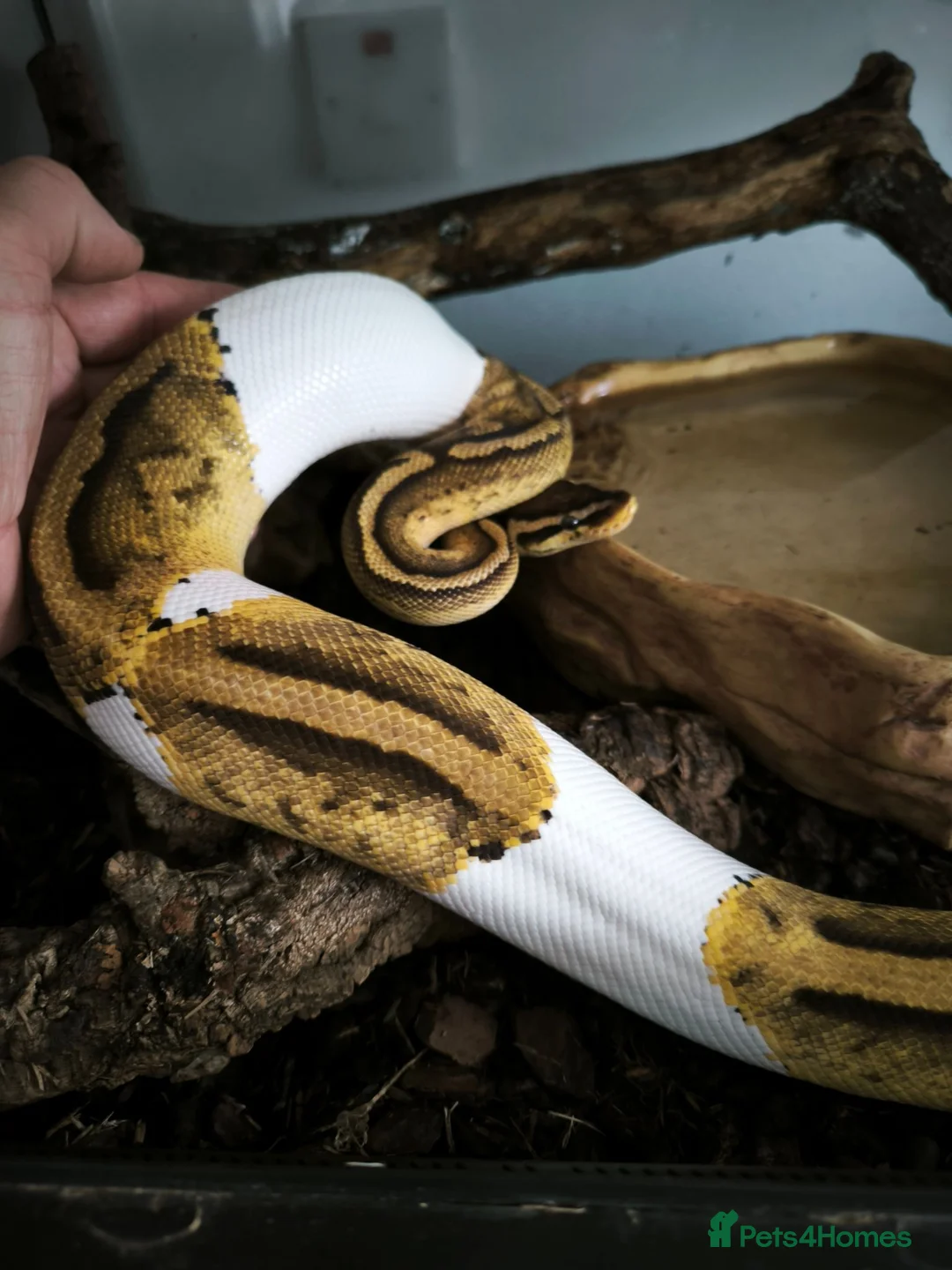 Python Snake reptiles for sale: Juvenile Royal (Ball) python + all kit - Advert 1