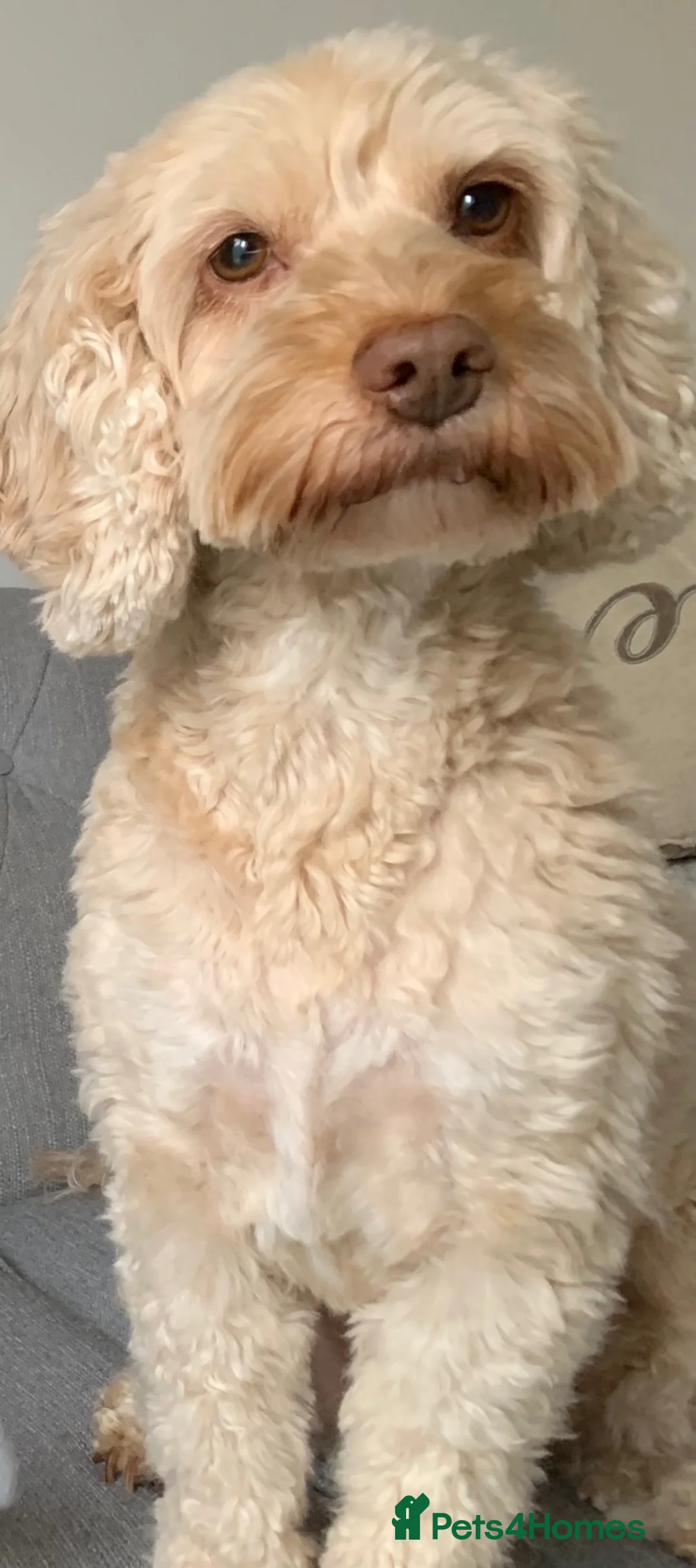 Cockapoo dogs for sale: Female cockerpoo for rehoming in Peterborough - Advert 1