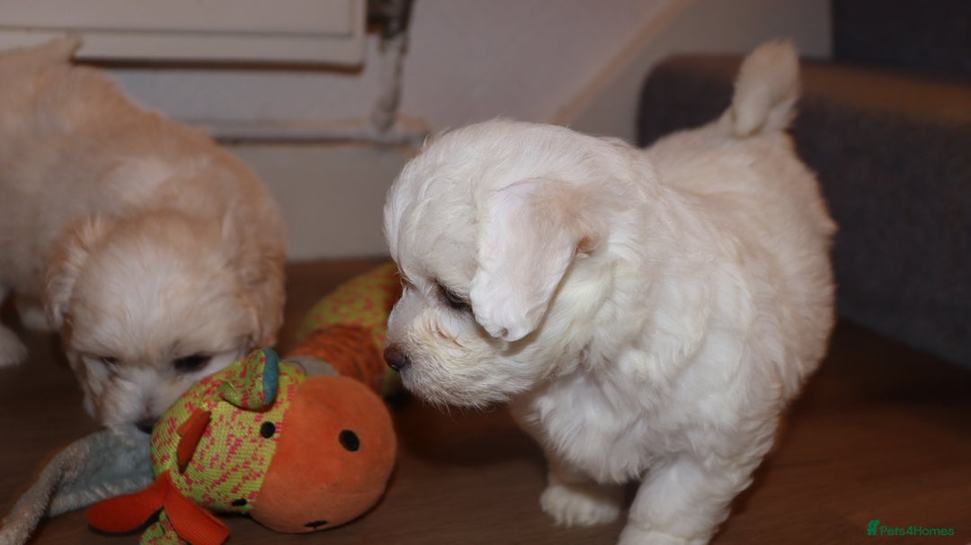 Havanese dogs for sale: Havanese - Advert 11