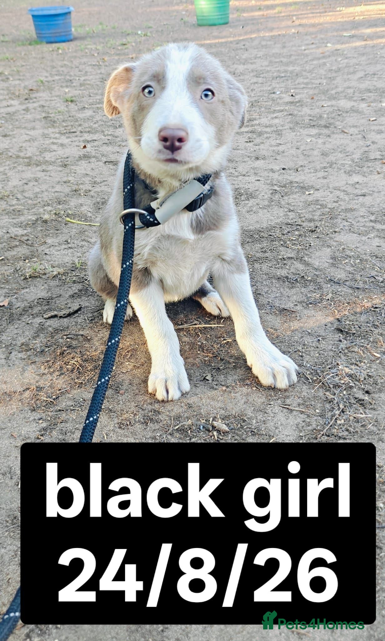 Border Collie dogs KC registered Border collie pups for sale - Advert 2
