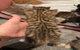 Mixed Breed cats for sale: 9 Mixed Bengal Kittens For Sale - Image 7