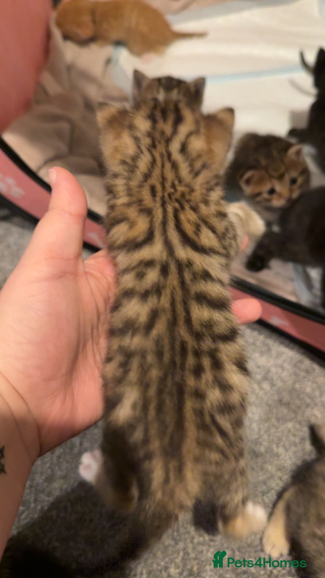 Mixed Breed cats for sale: 9 Mixed Bengal Kittens For Sale - Image 7